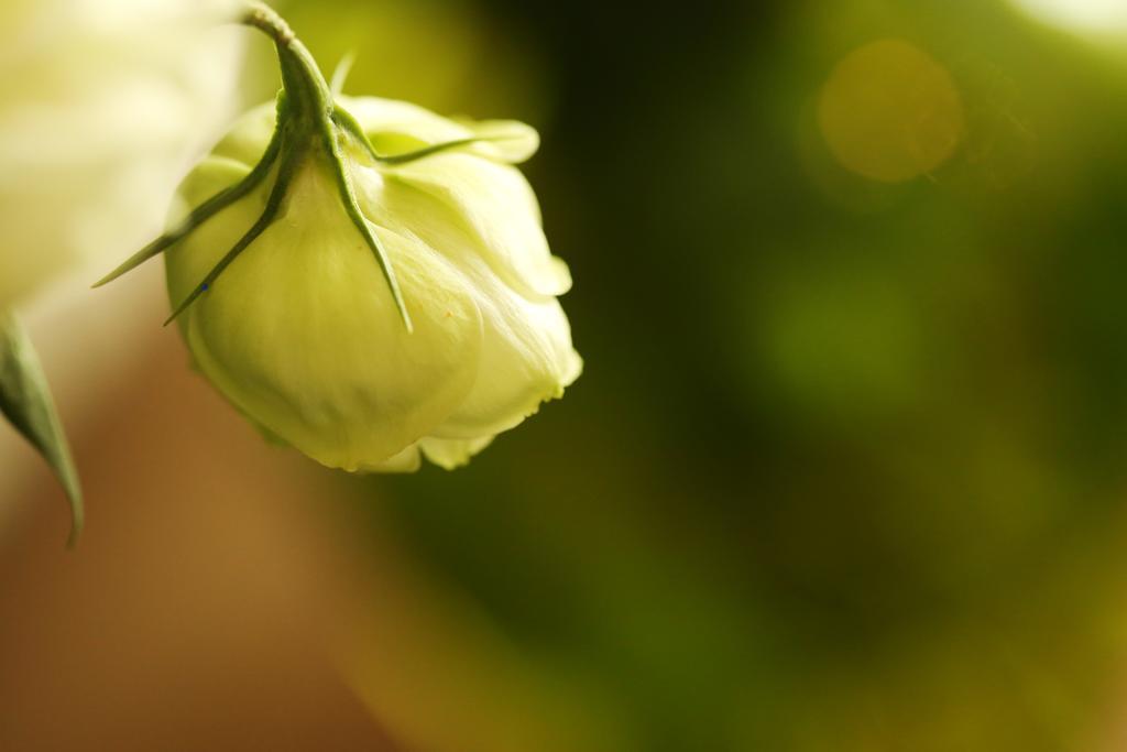 Blooming Lotus.Waterclouds.Hangzhou Buitenkant foto