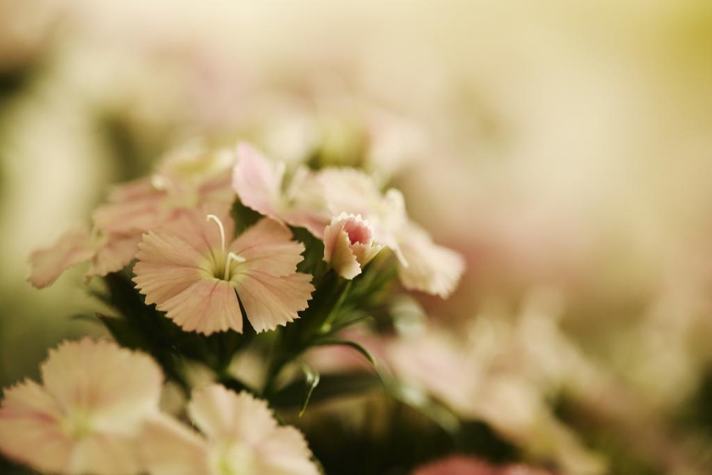 Blooming Lotus.Waterclouds.Hangzhou Buitenkant foto